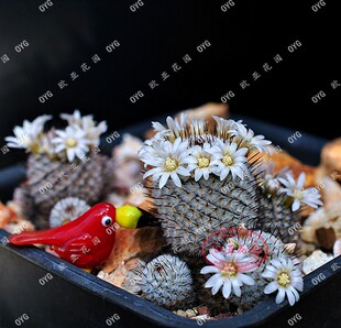 直刺佩雷群生种子小苗 乳突属 实生名贵仙人球群生精品阳台美观