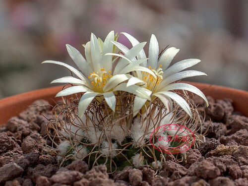 芜城丸 娇丽属 实生仙人球 自收种子Turbinicarpus krainzianus