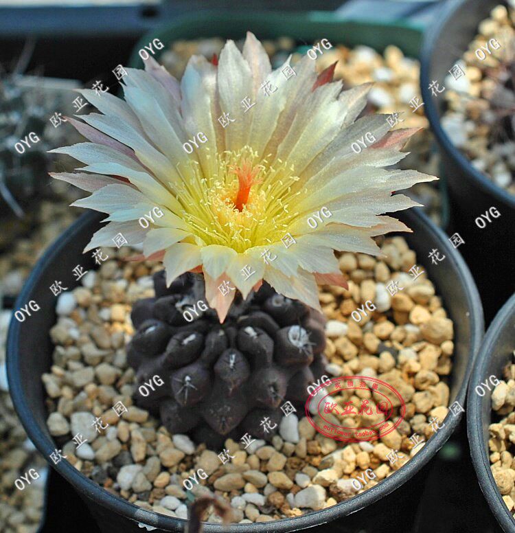 智利球极光球属实生仙人球自收种子10粒eriosyce dimorphus