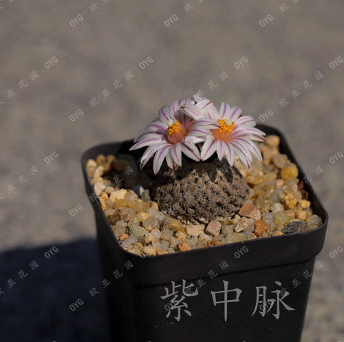 蔷薇丸娇丽属实生仙人球种子小苗