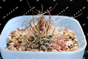 草刺娇丽特选长刺娇丽属实生仙人球 Turbinicarpus graminispinus