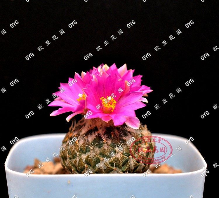 银牡丹斧突属实生仙人球自收种子成株pelecyphora strobiliformis