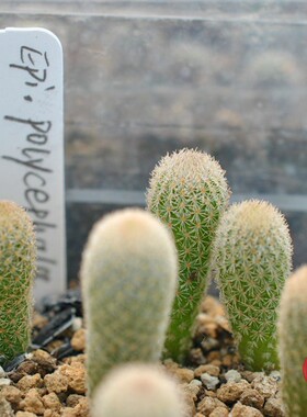 新月丸鹤卵金刺月世界仙人球实生苗 Epithelantha polycephala