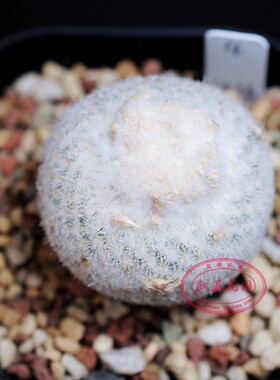 雪顶乌月丸种子苗实生仙人球 Epithelantha unguispinaSB1576