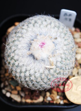 雪顶乌月丸BZ58月世界属实生仙人球 Epithelantha unguispina种子
