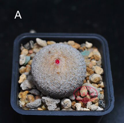 月世界 SB1376 仙人球实生双头成株母本多肉植物