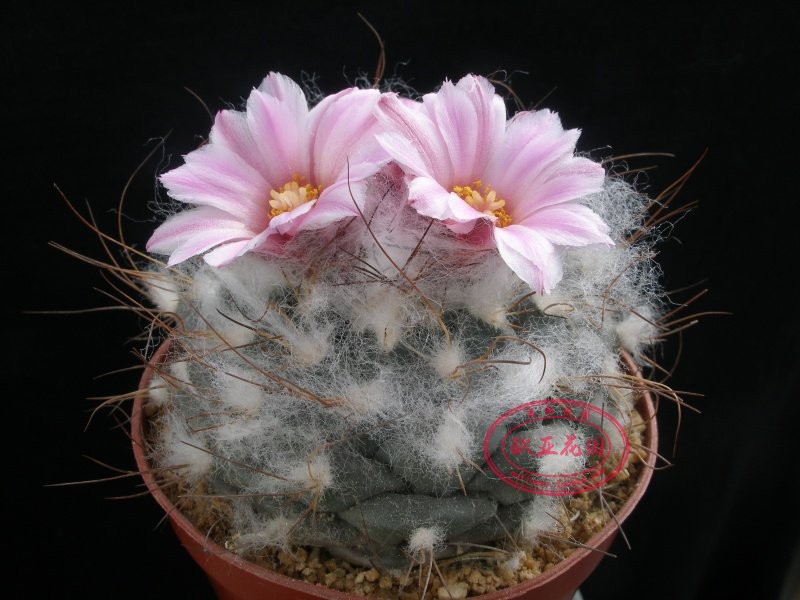 刘氏丸红花艳肌娇丽属仙人球科Turbinicarpus laui自收种子