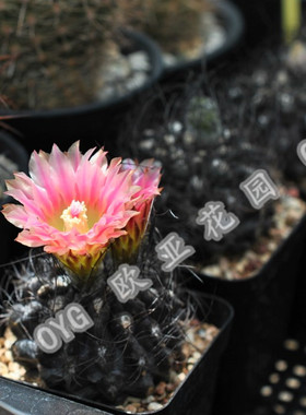 黑须玉 Neochilenia crispa 智利球 美花红花 名贵仙人球自收种苗