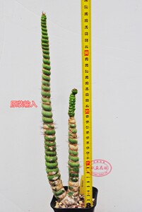 原装欧亚阳台容易美观绿竹仙人球