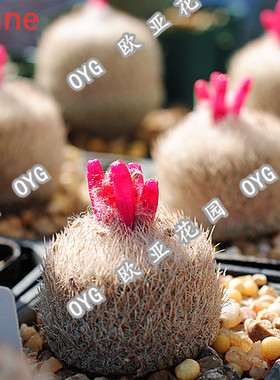 月世界天世界仙人球种子编号小苗成株实生播种用物Epithelantha