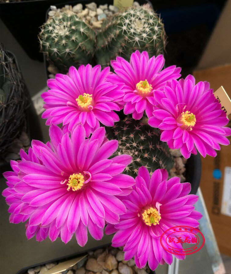 明石丸 赤花红花鹿角属仙人球实生小苗Echinocereus pulchellus