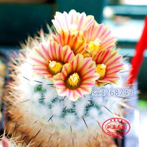 武辉丸复色美花娇丽属 仙人球 自收种子Gymnocactus subterraneus
