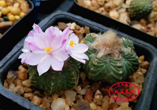 老花笼仙人球阳台容易种子实生苗