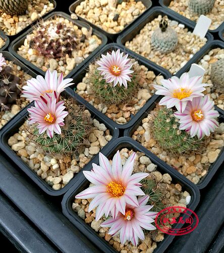 梳刺殿娇丽属 仙人球自收种子Turbinicarpus x mombergeri RS 621