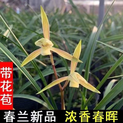 四季兰春兰春晖带花苞浓香型精品兰花室内绿植花卉盆栽好养易活