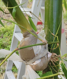黄紫甜竹笋苗甜龙笋水果竹笋竹枝苗高压苗食用种植苗四季幼苗
