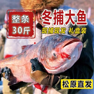 正宗冬捕鱼胖头鱼花鲢鱼鳙鱼东北淡水鱼大鱼鱼头鱼泡5-30斤