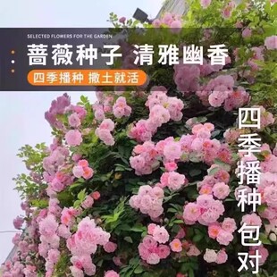蔷薇花种子爬藤月季玫瑰爬墙攀援庭院室内花卉盆栽植物籽