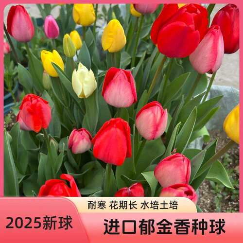 【下单立减30】进口郁金香种球耐寒多年生开花爆满四季开花水培