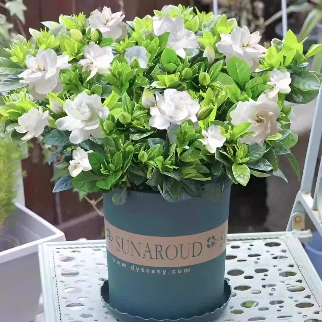 【下单立减30】大叶栀子花盆栽幼苗花卉浓香型开花芳香庭院阳台-X