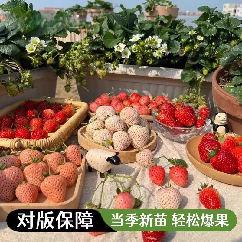 【家里草莓园】四季草莓苗奶油大棚种植草莓盆栽新苗带土果苗