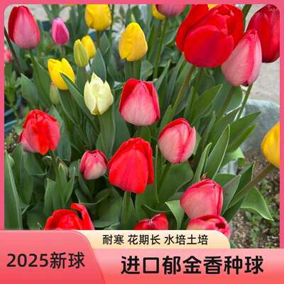 【下单立减30】进口郁金香种球耐寒多年生开花爆满四季开花水培