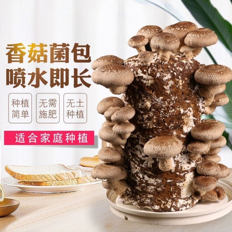 椴木香菇菌种食用菌菌包蘑菇菌棒多肉家庭阳台种植