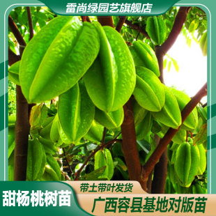 台湾甜杨桃苗树四季结果南方种植常绿盆栽试种杨桃苗5年嫁接大树