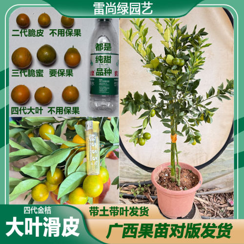 二代四代脆甜金桔树苗