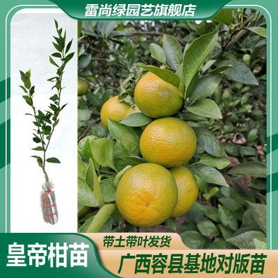 雷尚绿常绿高产皇帝柑树苗盆栽
