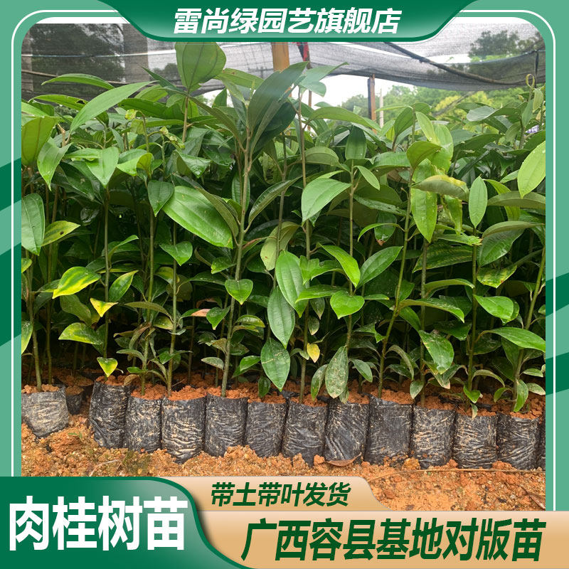 广西香料肉桂树苗地栽桂皮苗油桂大树耐寒南方种植常绿