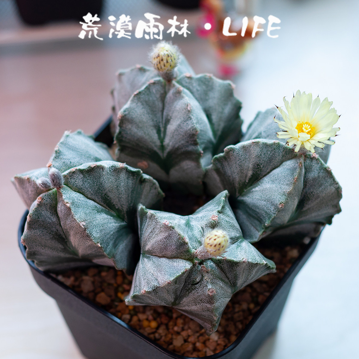 鸾凤玉 星球属仙人球小盆栽桌面装饰绿植 办公室阳台好养多肉植物