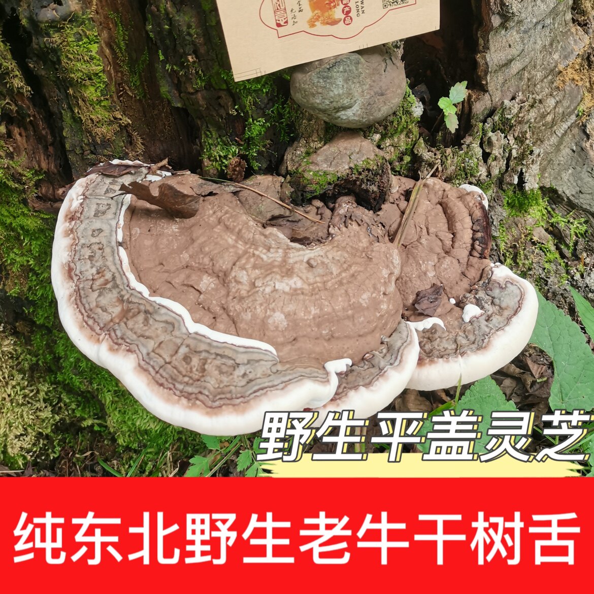 东北野生大块平盖灵芝老牛干树舌灵芝整枝摆件切片默认两斤