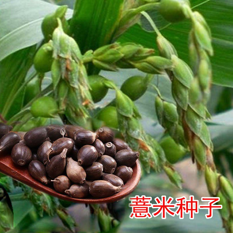 薏米种子四季种植香甜软糯食用薏苡仁可搭配枸杞山药小粒薏米种籽