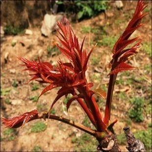 香椿种子香椿芽苗菜种子红椿树 香椿芽种子香椿苗种子红油香椿树