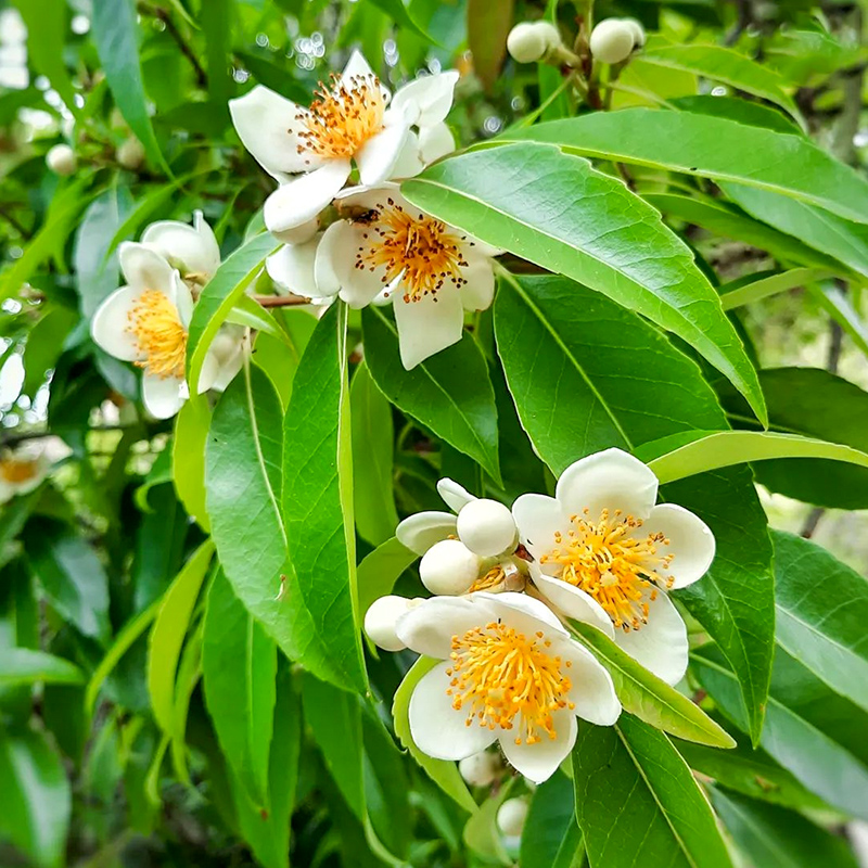 木荷种子林木种籽四季多年生景观绿化工程观叶种孑