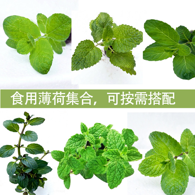 顺丰包邮可食用薄荷集合绿植种苗阳台厨房装饰泡水烹饪新手易养