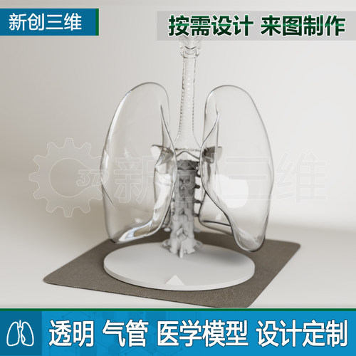 3D打印透明肺肺叶支气管模型定制