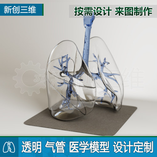 3D打印透明肺肺叶支气管模型定制