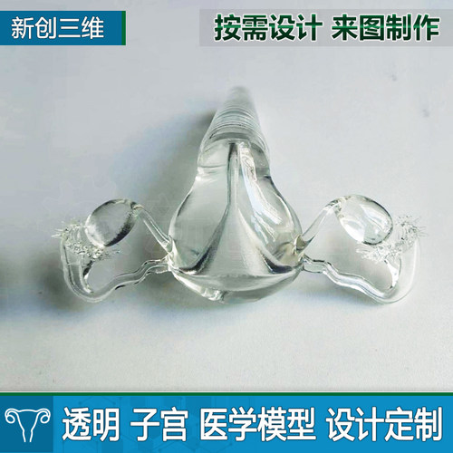 3D打印医学教学透明子宫模型定制