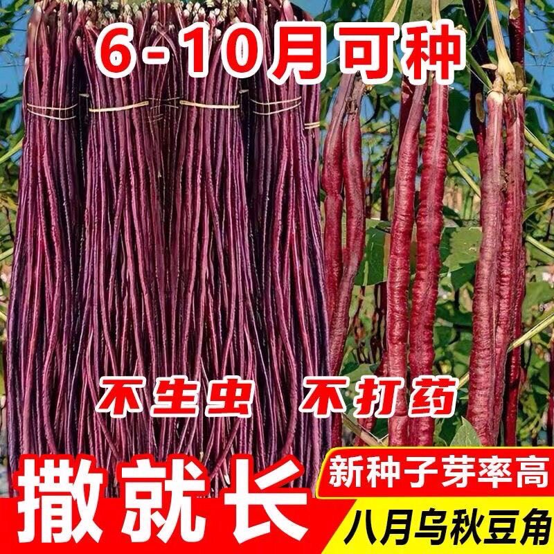 百年老品种豆角种子易种植八月秋豇豆角种子四季蔬菜种子可留种子图片