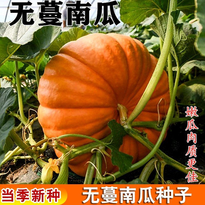 无蔓南瓜种子甜面南瓜板栗味粉糯香甜栗南瓜种籽窝瓜种籽高产抗病
