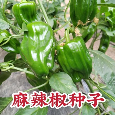 大果麻辣椒种子籽高产薄皮辣椒种麻辣圆椒皱皮青椒四季辣椒籽种子