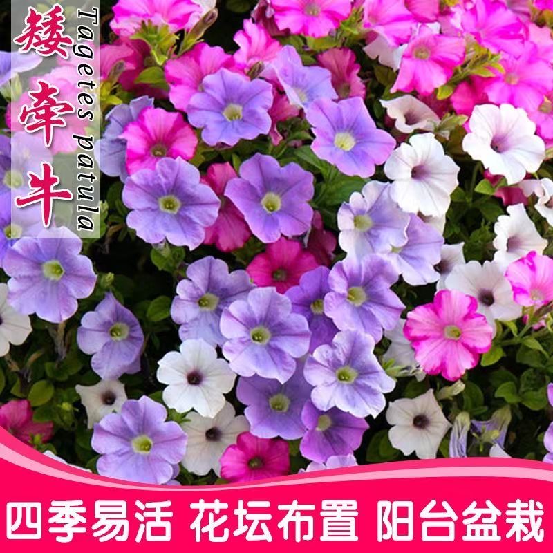 矮牵牛花种子四季易活喇叭花爬藤植物阳台室外庭院重瓣百万小玲花