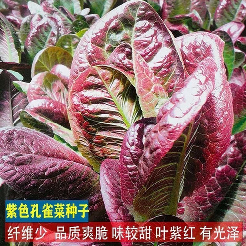 紫孔雀菜种子四季菜籽籽种籽苗