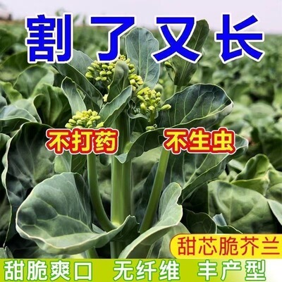 甜芯绿芥蓝种子芥蓝菜广东芥兰农家四季新鲜蔬菜种子农家菜园种子