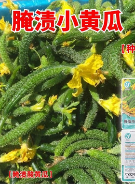 腌渍小茄子种子小拇指茄子籽腌渍咸菜专用春秋菜籽腌制小黄瓜种子