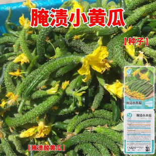 腌渍小茄子种子小拇指茄子籽腌渍咸菜专用春秋菜籽腌制小黄瓜种子