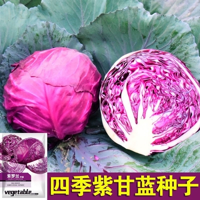 早熟紫甘蓝种子四季结球包心紫白菜种籽易种耐寒孢子卷心蔬菜种籽