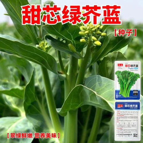 甜芯绿芥蓝种子四季播耐热耐寒
